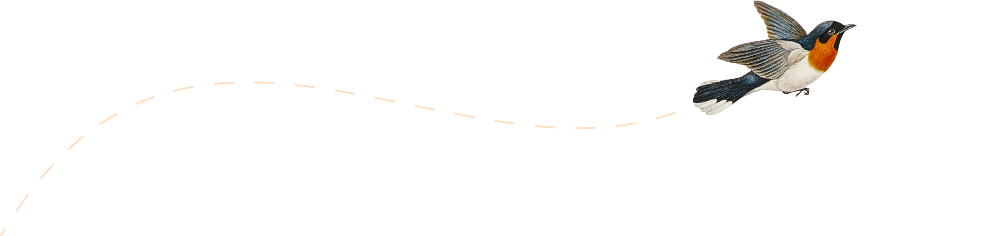 Illustration med flygande fågel.